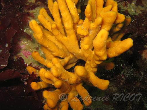eponge axinelle - Axinella polypoides.JPG - autre éponge axinelle